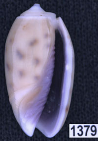 Oliva (Neocylindrus) tessellata