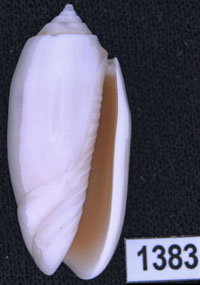 Oliva (Annulatoliva) amethystina f. nebulosa