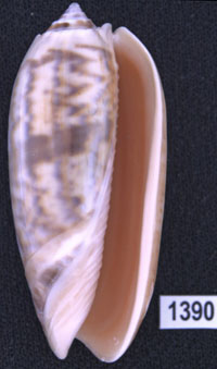 Oliva (Miniaceoliva) miniacea
