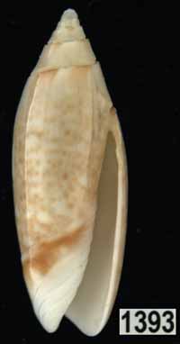 Oliva (Acutoliva) australis