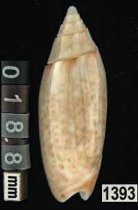 Oliva (Acutoliva) australis