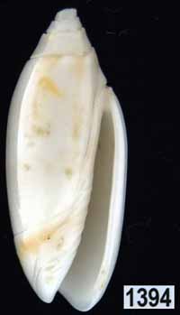 Oliva (Acutoliva) australis