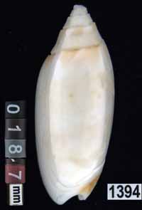 Oliva (Acutoliva) australis