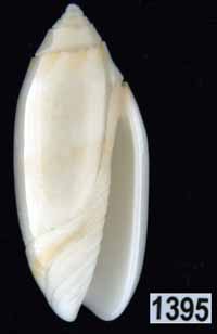 Oliva (Acutoliva) australis