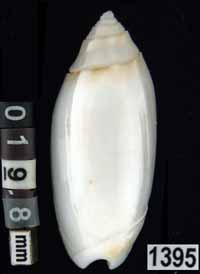 Oliva (Acutoliva) australis