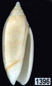 Oliva (Acutoliva) australis