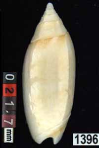 Oliva (Acutoliva) australis