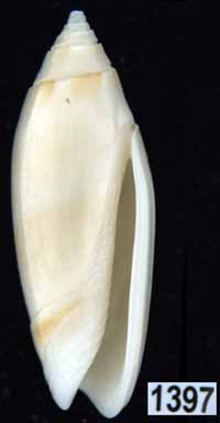 Oliva (Acutoliva) australis