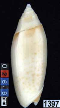 Oliva (Acutoliva) australis