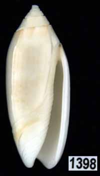 Oliva (Acutoliva) australis