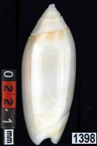 Oliva (Acutoliva) australis