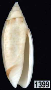 Oliva (Acutoliva) australis