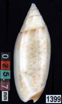 Oliva (Acutoliva) australis