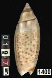 Oliva (Acutoliva) australis