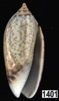 Oliva (Acutoliva) australis