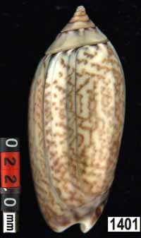 Oliva (Acutoliva) australis