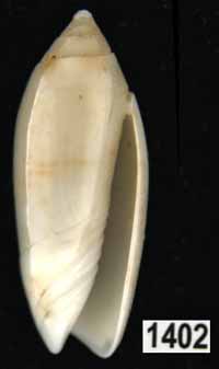 Oliva (Acutoliva) panniculata