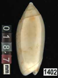 Oliva (Acutoliva) panniculata