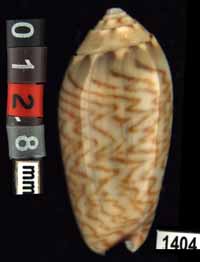 Oliva (Oliva) brettinghami