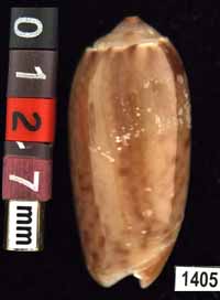 Oliva (Galeolella) picta