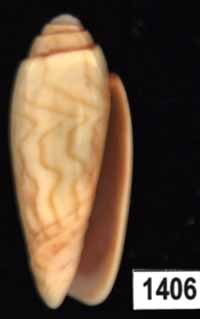 Oliva (Parvoliva) sibogae