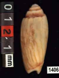 Oliva (Parvoliva) sibogae