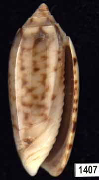 Oliva (Galeolella) sidelia