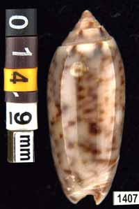 Oliva (Galeolella) sidelia