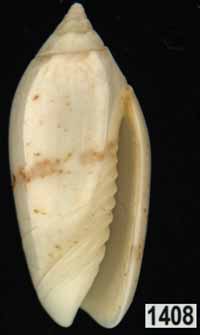 Oliva (Acutoliva) chrysoplecta