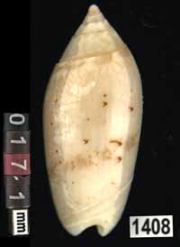 Oliva (Acutoliva) chrysoplecta