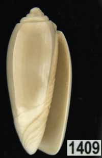 Oliva (Parvoliva) rufofulgurata