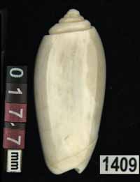 Oliva (Parvoliva) rufofulgurata