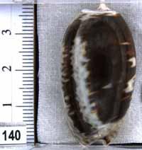 Oliva (Carmione) bulbosa f. fabagina