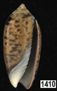 Oliva (Oliva) tigridella