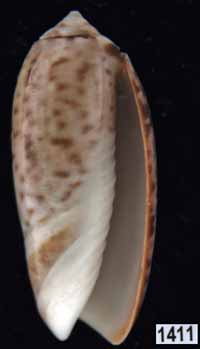 Oliva (Viduoliva) keenii