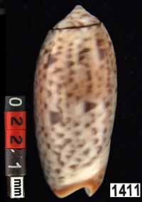 Oliva (Viduoliva) keenii