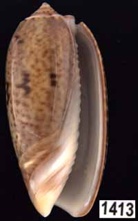 Oliva (Viduoliva) mindanaoensis