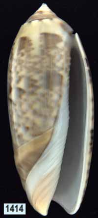 Oliva (Miniaceoliva) concinna