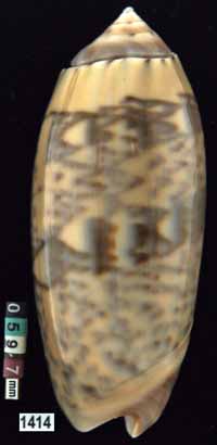 Oliva (Miniaceoliva) concinna