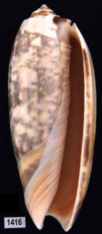 Oliva (Miniaceoliva) miniacea