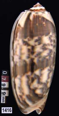 Oliva (Miniaceoliva) miniacea