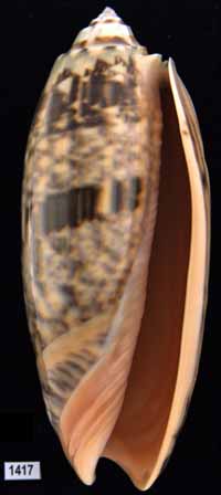 Oliva (Miniaceoliva) miniacea