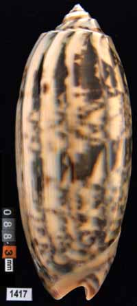 Oliva (Miniaceoliva) miniacea