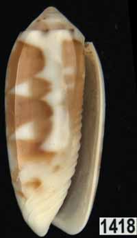 Oliva (Galeolella) todosina