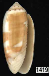 Oliva (Galeolella) todosina