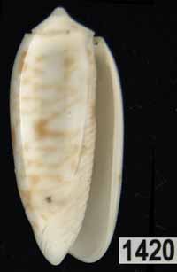 Oliva (Galeolella) todosina