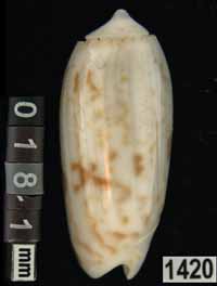 Oliva (Galeolella) todosina