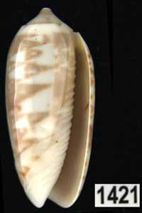 Oliva (Galeolella) todosina