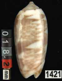 Oliva (Galeolella) todosina