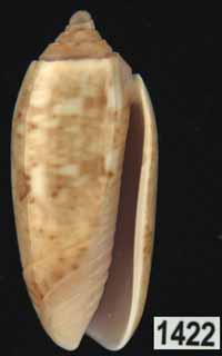 Oliva (Galeolella) todosina